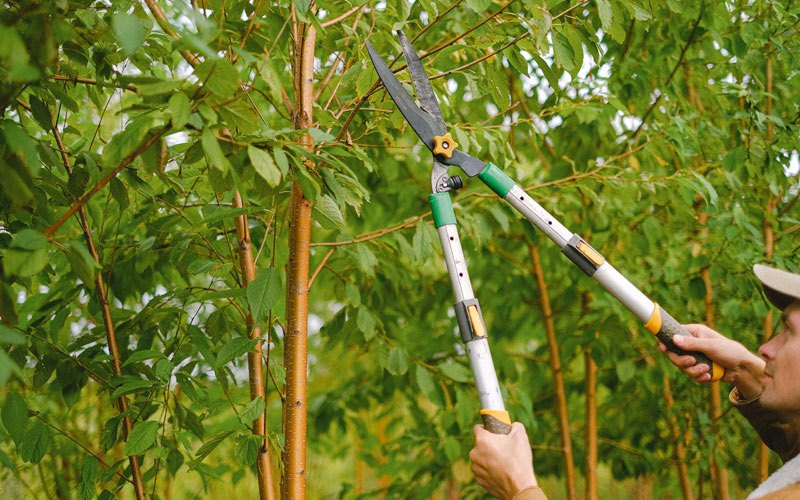 Tree trimming in Sanborn, NY